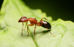 Camponotus snellingi
