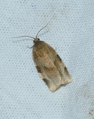 Choristoneura hebenstreitella