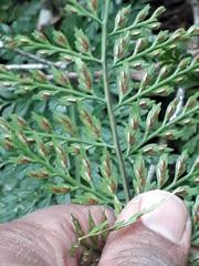 Asplenium gastonis