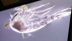 Hyperiidea