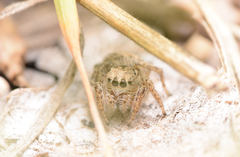 Habronattus texanus