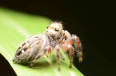 Phidippus clarus