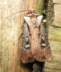 Agrotis obliqua