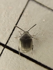 Spermophagus sericeus