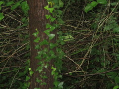Hedera