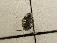 Spermophagus sericeus