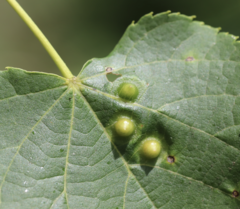 Didymomyia tiliacea