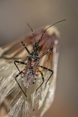 Trachylestes turneri