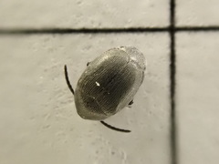 Spermophagus sericeus