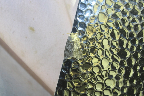 Hopeful Dagger photo 2
