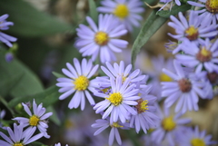Symphyotrichum