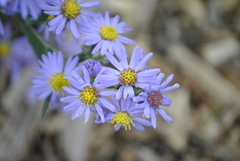Symphyotrichum