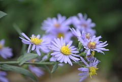 Symphyotrichum