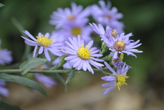 Symphyotrichum
