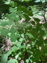 Thalictrum clavatum