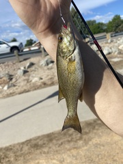 Micropterus dolomieu