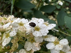 Anthrenus scrophulariae