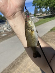 Micropterus dolomieu