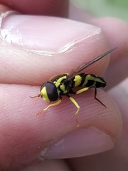 Xanthogramma stackelbergi