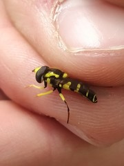 Xanthogramma stackelbergi