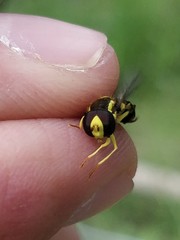 Xanthogramma stackelbergi