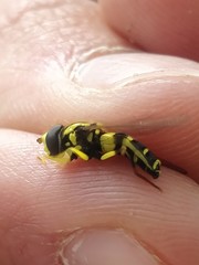 Xanthogramma stackelbergi