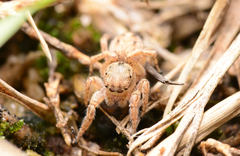 Habronattus texanus