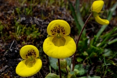 Calceolaria scapiflora