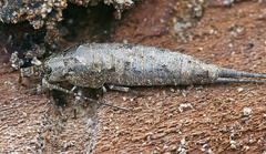 Lepismachilis notata