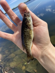 Micropterus dolomieu