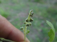 Ambrosia cordifolia