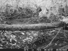 Tigrisoma mexicanum