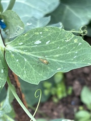 Chrysopilus asiliformis