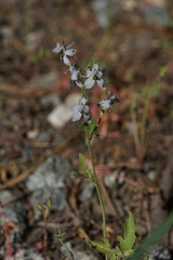 Delphinium gracilentum