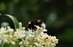 Bombus cryptarum