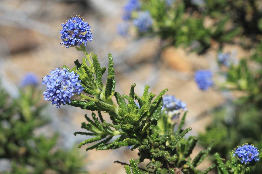 Ceanothus papillosus