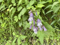 Penstemon smallii