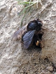 Anthophora retusa