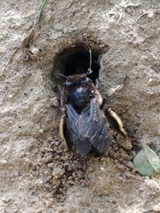 Anthophora retusa