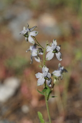 Delphinium gracilentum