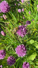 Merodon equestris