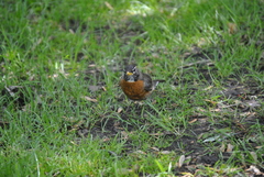 Turdus migratorius