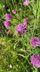 Merodon equestris