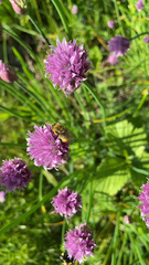 Merodon equestris