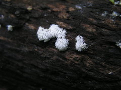 Ceratiomyxa fruticulosa