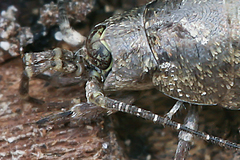 Lepismachilis notata