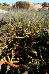 Mesembryanthemum dinteri