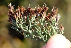 Limonium equisetinum