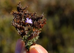 Limonium equisetinum