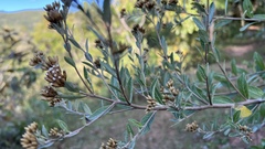 Vernonanthura squamulosa